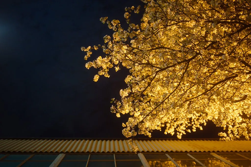 Tree canopy glowing with warm uplighting at night